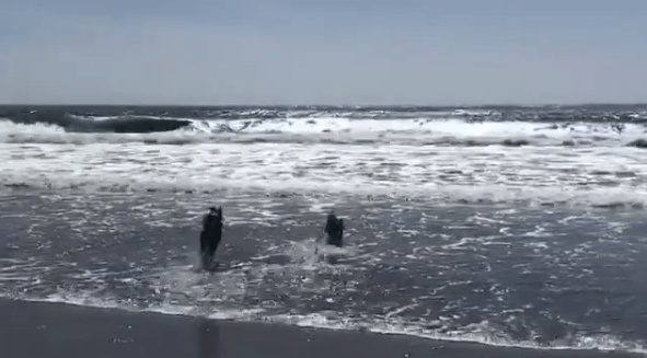 Screen Shot 2018-04-17 at 10.02.10 AM